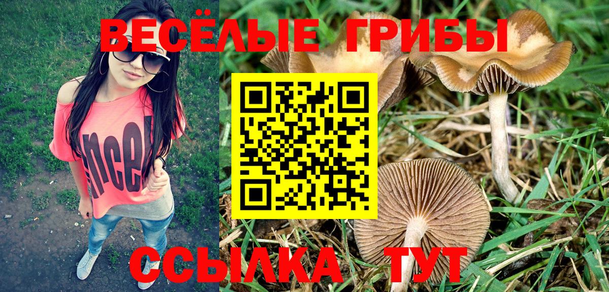Псилоцибиновые грибы мицелий  Вход с VPN  Кызыл  Галлюциногенные грибы Psilocybine cubensis 